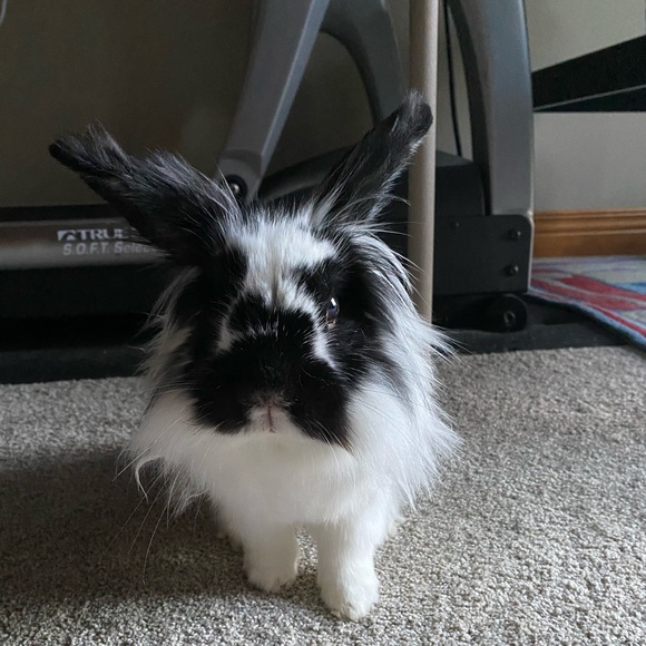 Meet your Posher, Diane - Picture 1 of 1